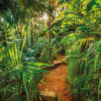 Komar Stenska slika Jungle Trail 368x254 cm